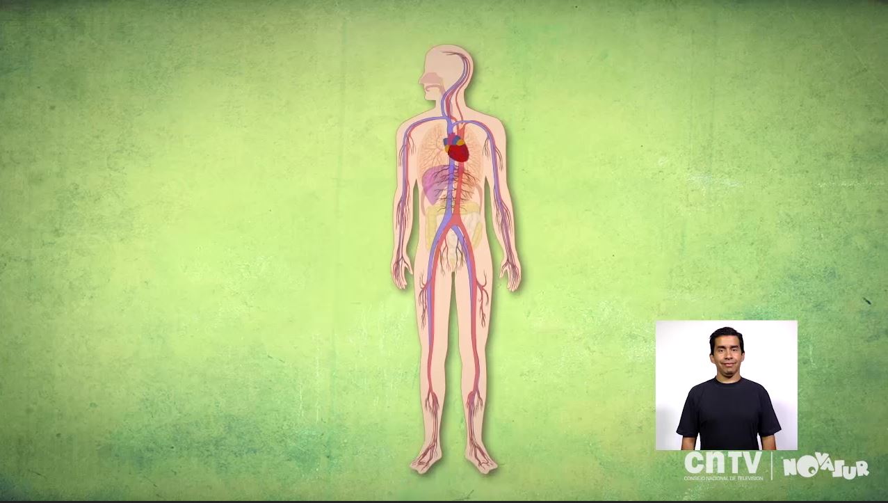 Cuerpo humano: principales órganos (lengua de señas)