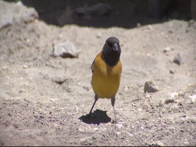 Cometocino del Norte | Aves de Chile