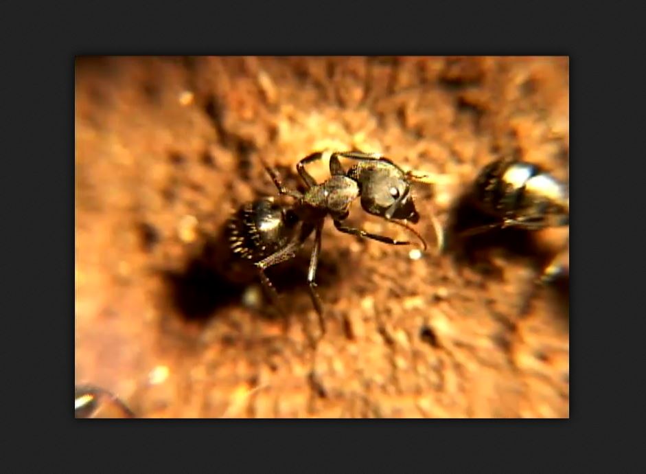 Videos de animales | Hormigas