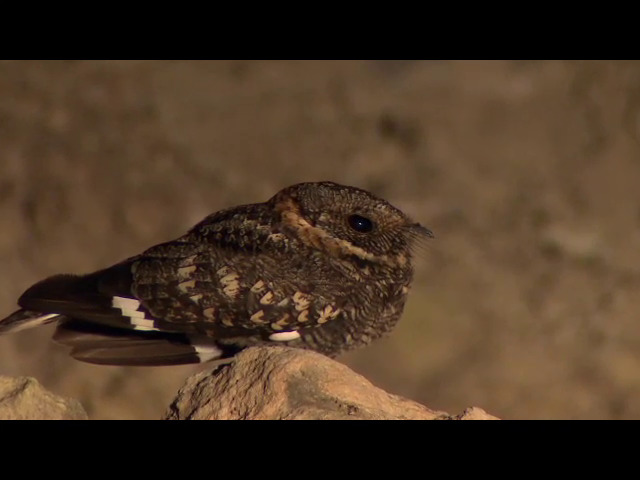 Gallina ciega | Aves de Chile