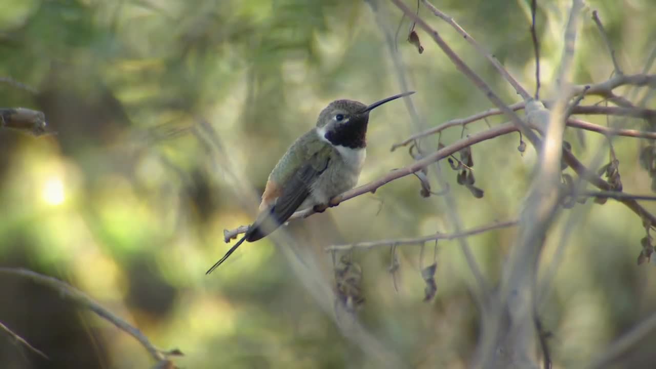 Picaflor del norte | Aves de Chile