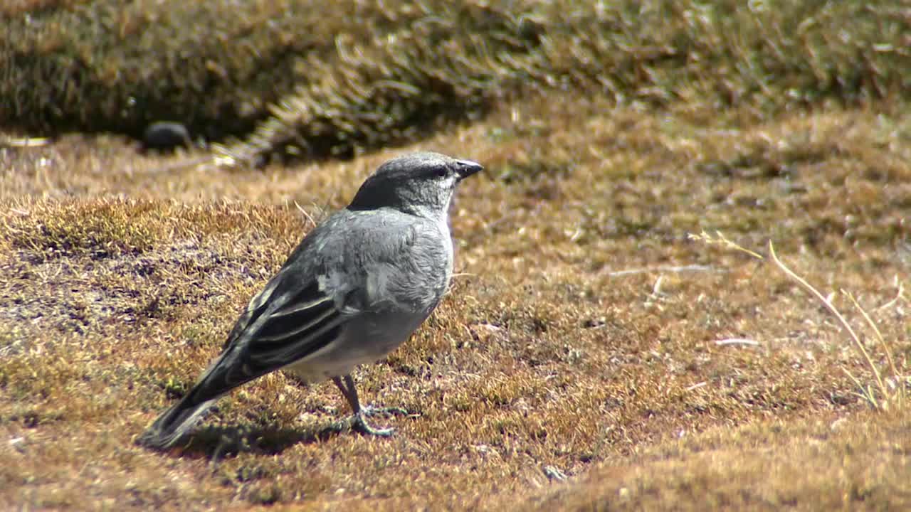 Diuca | Aves de Chile