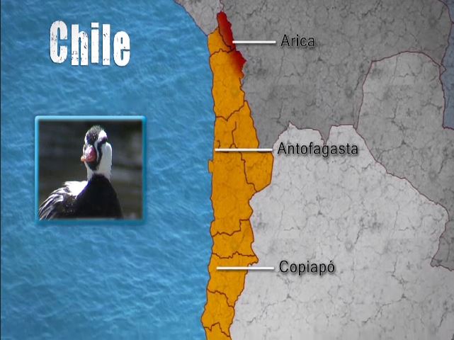Pato cortacorrientes | Aves de Chile