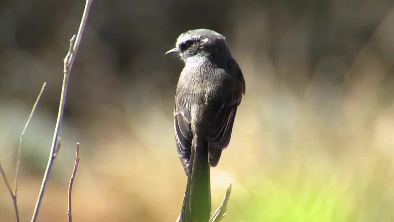 Pitajo gris | Aves de Chile