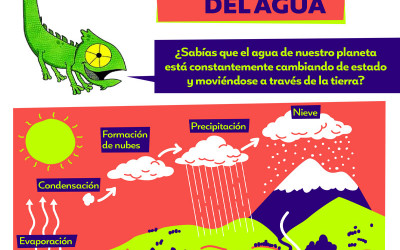 Ayuda Tareas Camaleón: Ciclo del Agua, Ciclo de la vida, El Hábitat y Vertebrados