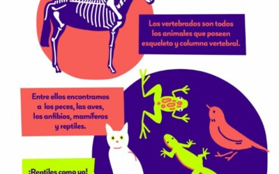 Infografía Los vertebrados