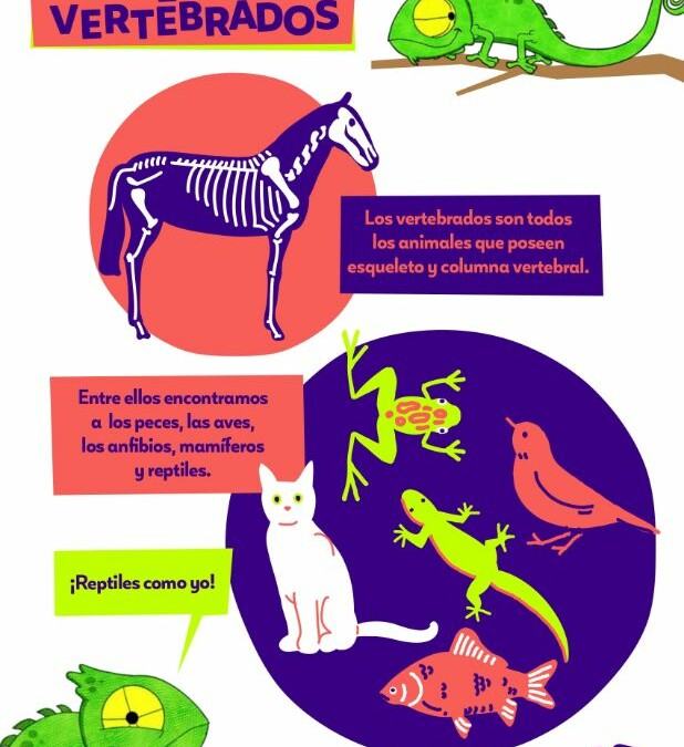 Infografía Los vertebrados