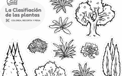 Pinta, recorta y pega: La clasificación de las plantas