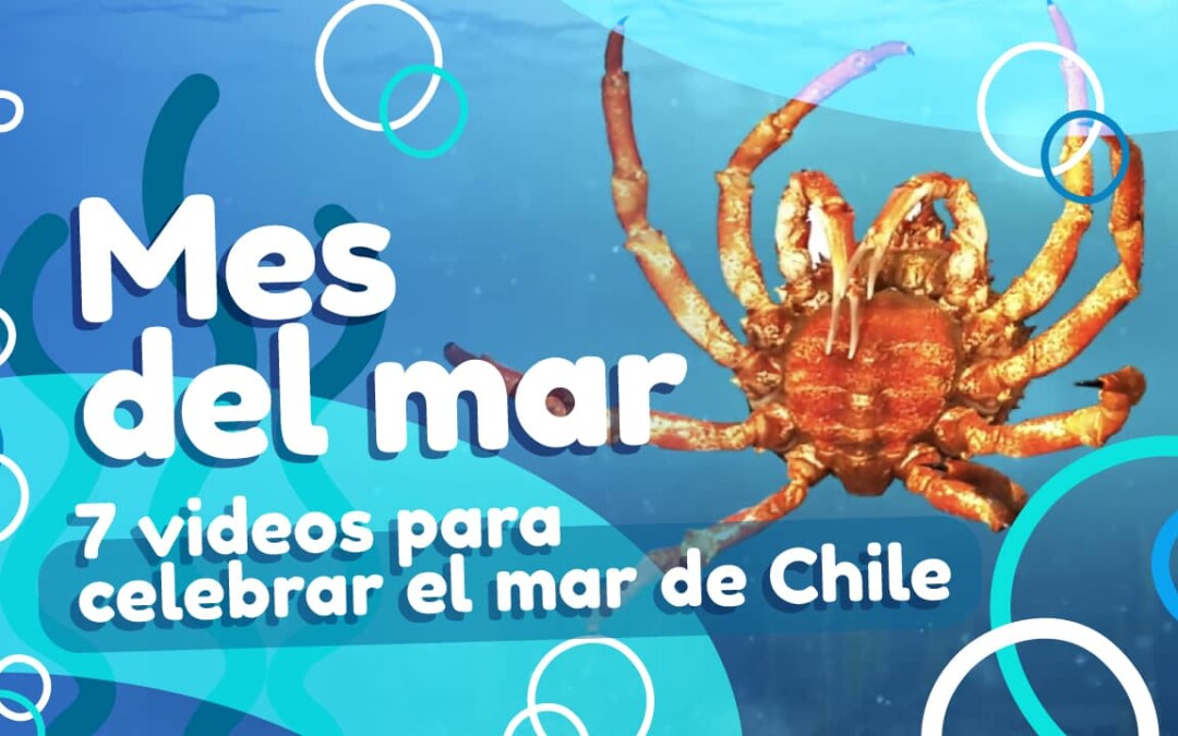 Mes del mar: 7 Videos para celebrar el mar de Chile