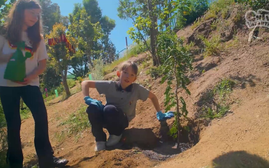 Reforestando nuestro patio
